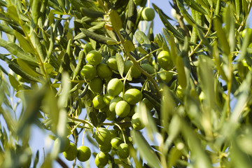 Olives