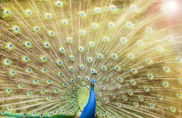 Obraz premium Close up of peacock