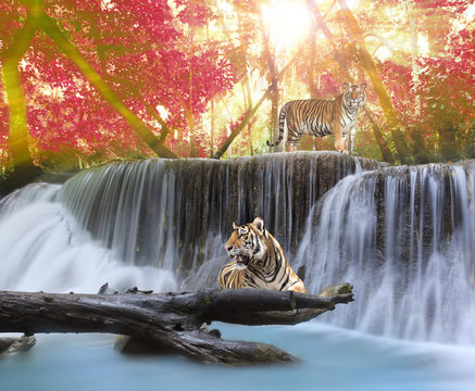 Tiger in the waterwall © anekoho