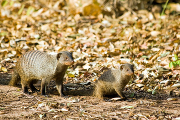 Zebra Mongoose