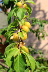 Fruits and leafs