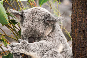 Koala having a rest