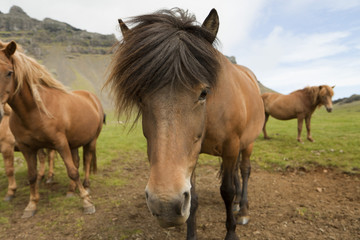 Fototapeta premium Horse