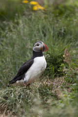 Puffin