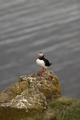 Puffin
