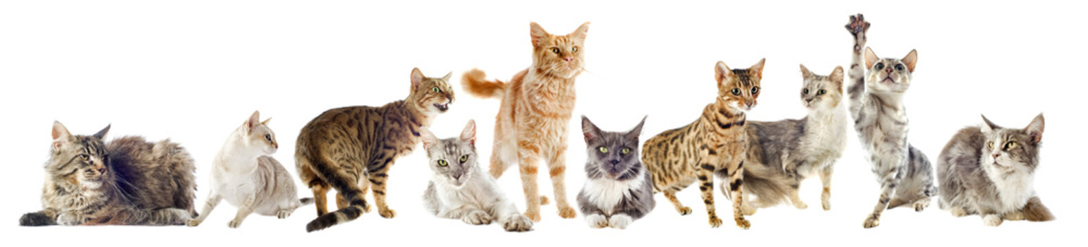 groupe de chats de race