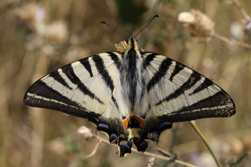 Fototapeta na wymiar Farfalla bianca e nera