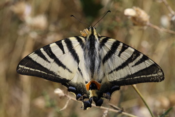 Farfalla bianca e nera