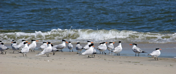 terns on a beach