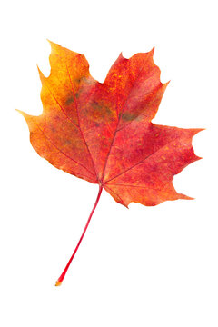 red fallen autumn leaf