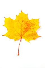 mottled yellow autumn leaf