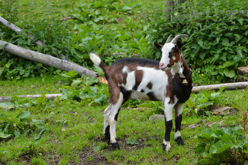 Ziege