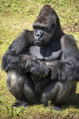 Silverback Gorilla