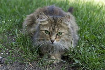Naklejka na ściany i meble Zielonooki kot w trawie