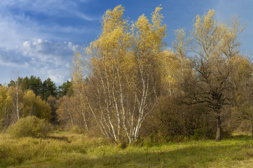 Obraz premium Autumn landscape.