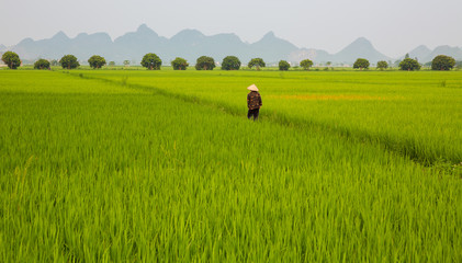 Rice plantation and man © F.C.G.