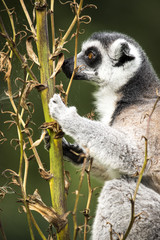 Lemur Climbing
