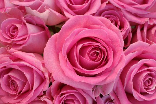 Pink rose flower bunch closeup