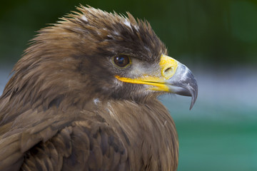 Steppe Eagle