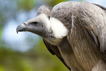 Vulture