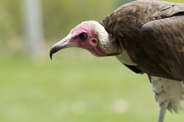 Vulture