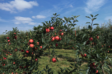 red apple orchard