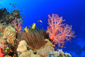 Anemone and Soft Corals with clownfish on Red Sea reef