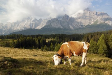 Fototapeta na wymiar Sexten Dolomity z krów w Alpach na pastwisku - Dolomiti Włochy