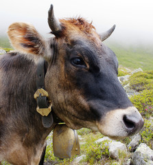 head of cow (bos primigenius taurus), with cowbell