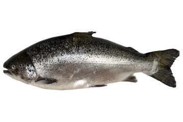 Fresh salmon isolated on white background