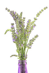 Fototapeta premium lavender stems in purple bottle