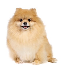 Obraz premium Pomeranian spitz in studio