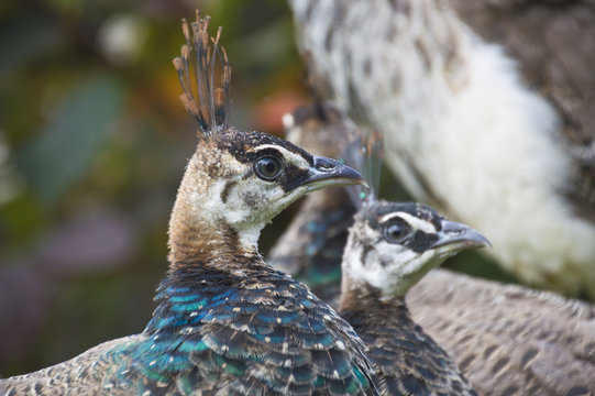 peahen sat in a group