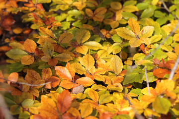 Goldener Oktober - farbiges Laub