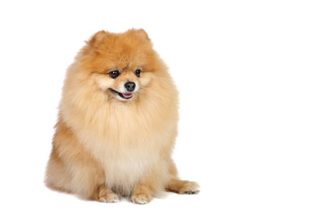 Pomeranian spitz in studio
