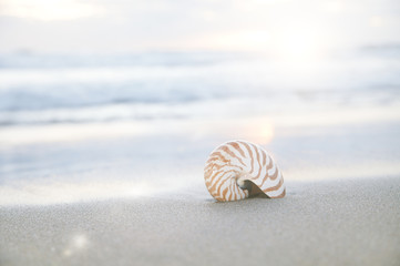 nautilus shell on beach  under golden tropical sun beams