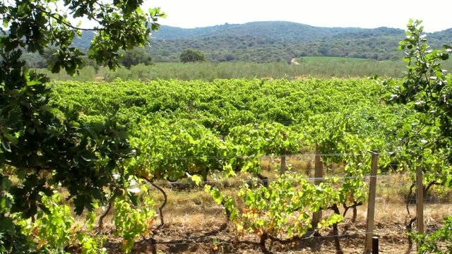 Vigneto in Maremma - Vineyard, Maremma, Tuscany