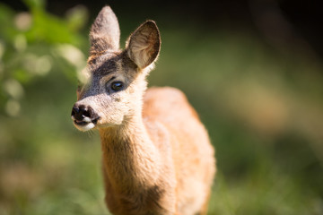 Young Roebuck (capreolus capreolus)