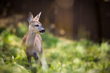 Young Roebuck (capreolus capreolus)