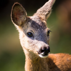 Young Roebuck (capreolus capreolus)