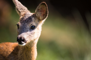 Young Roebuck (capreolus capreolus)