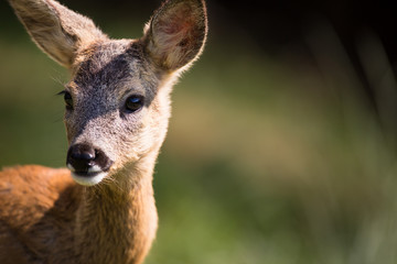 Young Roebuck (capreolus capreolus)