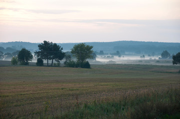 Plakat mgła na polu