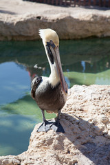 Pelican