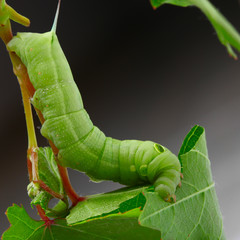 Caterpillar on a grape leaf.