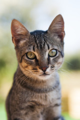 Obraz premium cat eyes