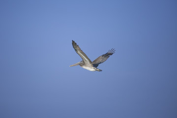 Pellicano