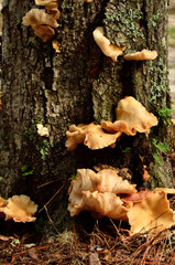 Lichens result from humid environment