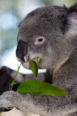 Photo sur Plexiglas Koala コアラ　食事中