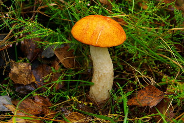 Rotkappe - red cap mushroom 01